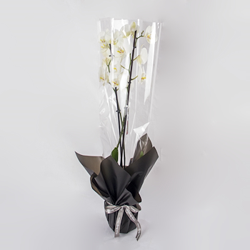 Elegantly Wrapped Phalaenopsis