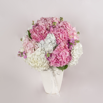 Soft Hydrangeas