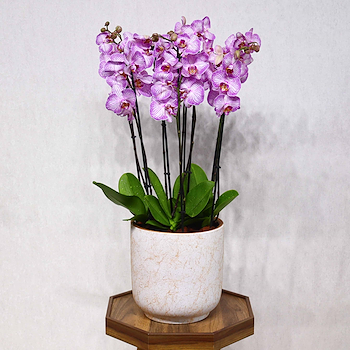 Pink Tiger Orchid