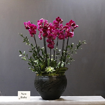 Purple Elegance