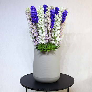 Elegant Delphinium