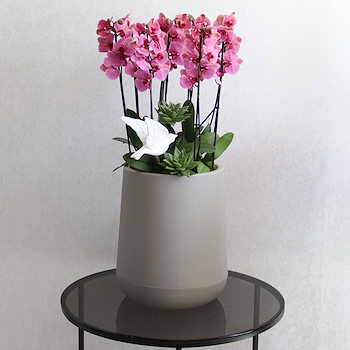 Floral Thrills II