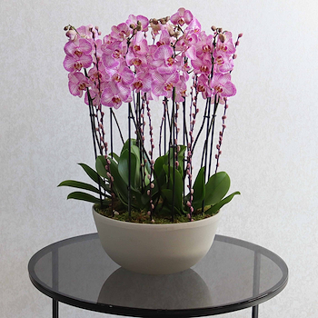 Pink Tiger Orchid II