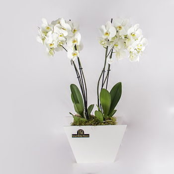 Opulent Orchid Pair