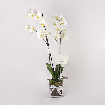 Serenity Cube Orchid