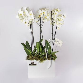 The Grandeur Orchid