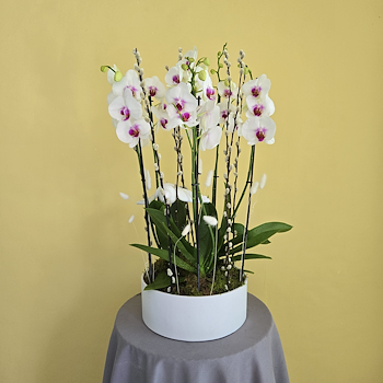 Red Lips Orchid