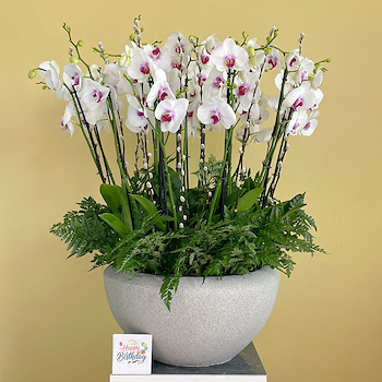 Elegant Vase