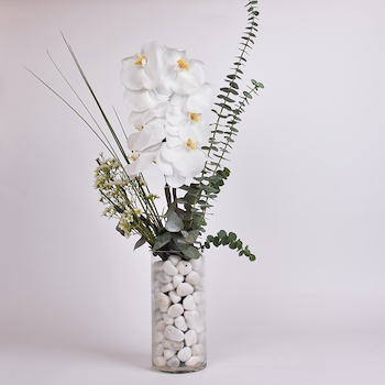 Classic White Orchid