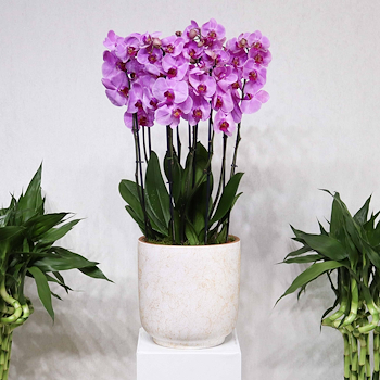Floral Thrills III
