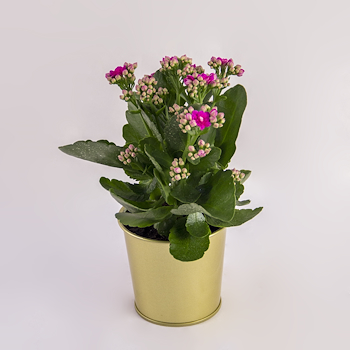 Pink Petal Kalanchoe