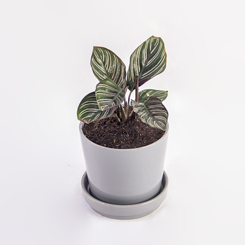 Pinstripe Calathea Elegance