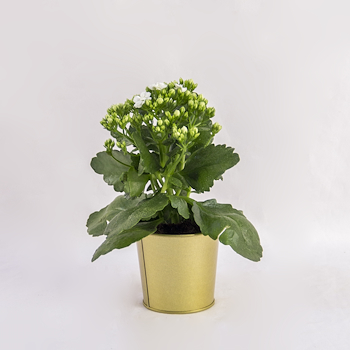 Pristine White Kalanchoe