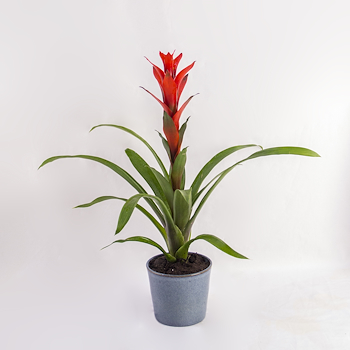 Red Guzmania Bromeliad