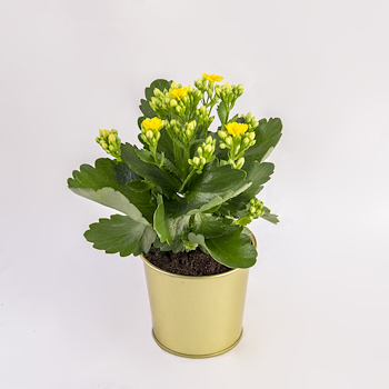 Sunny Yellow Kalanchoe