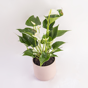 White Anthurium & Blush Pot