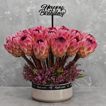 Prefect Enora Protea