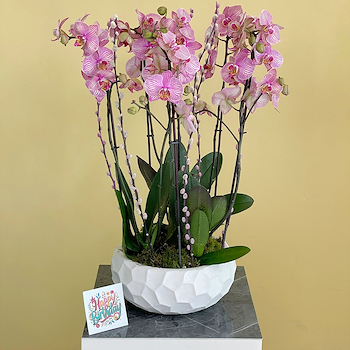 Luxurious Orchids 2