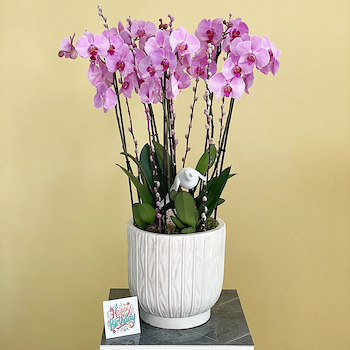 Majestic Harmony Orchids 2