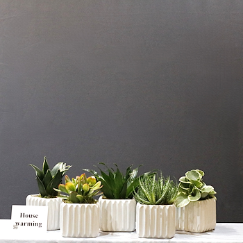 Green Plants Set