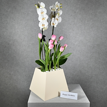 Nino Tulip