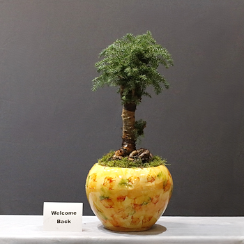 Araucaria Bonsa
