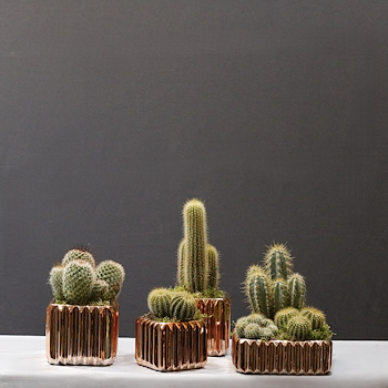 Warissii Cactus Set