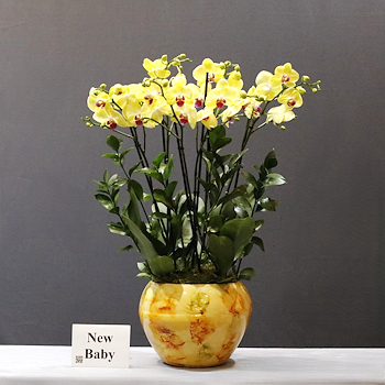 Yellow Orchid Garden