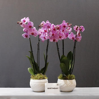 Pink Dream Duo