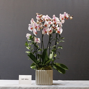 Lite Bloom