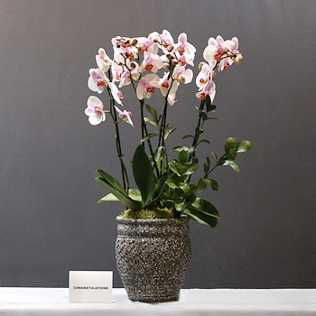 Light Pink 01
