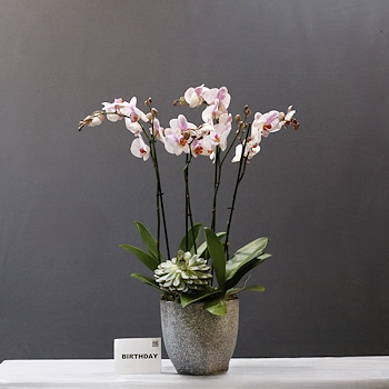 Light In Pot
