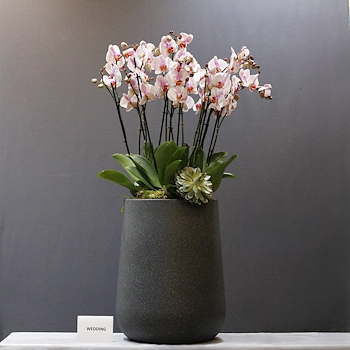 Elegant Light Pink