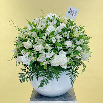 White Elegance