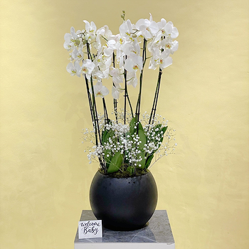 Elegant Orchid