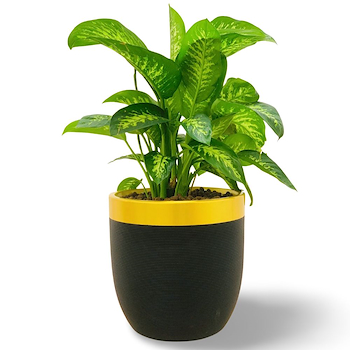 Dieffenbachia Reeva