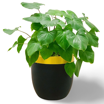Homalomena Maggy