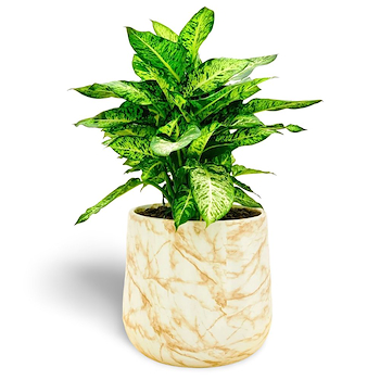 Dieffenbachia Sublime