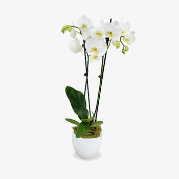 White Orchid Vase