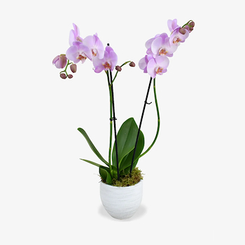 Pink Orchid Vase