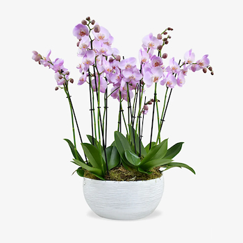 Purple Orchid Vase