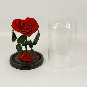 Forever Rose (Heart Shaped)
