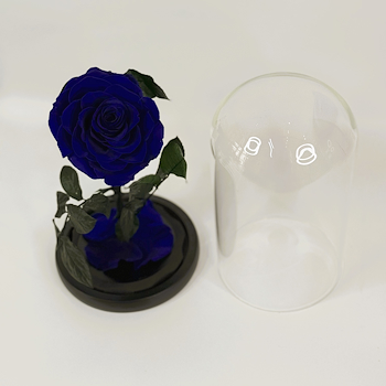 Forever Rose Blue