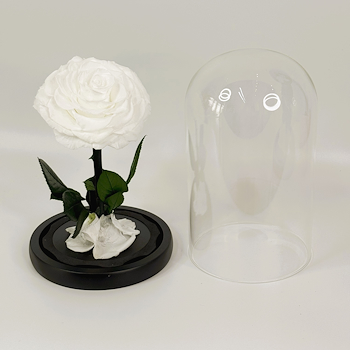 Forever Rose White