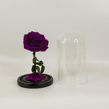 Forever Rose Purple