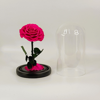 Forever Rose Rosy