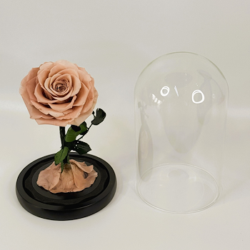 Forever Rose Dusty Pink
