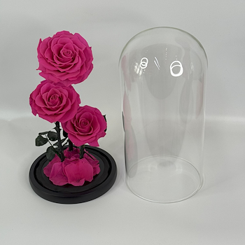 Forever Rose Large Rosy