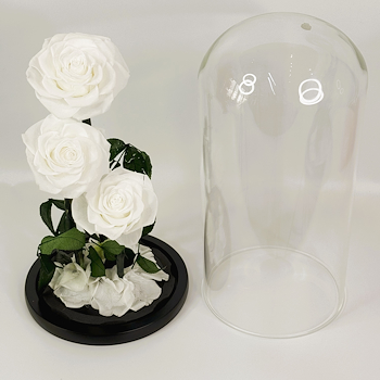 Forever Rose Large White