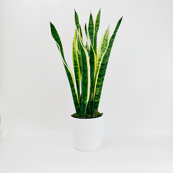 Snake Plant